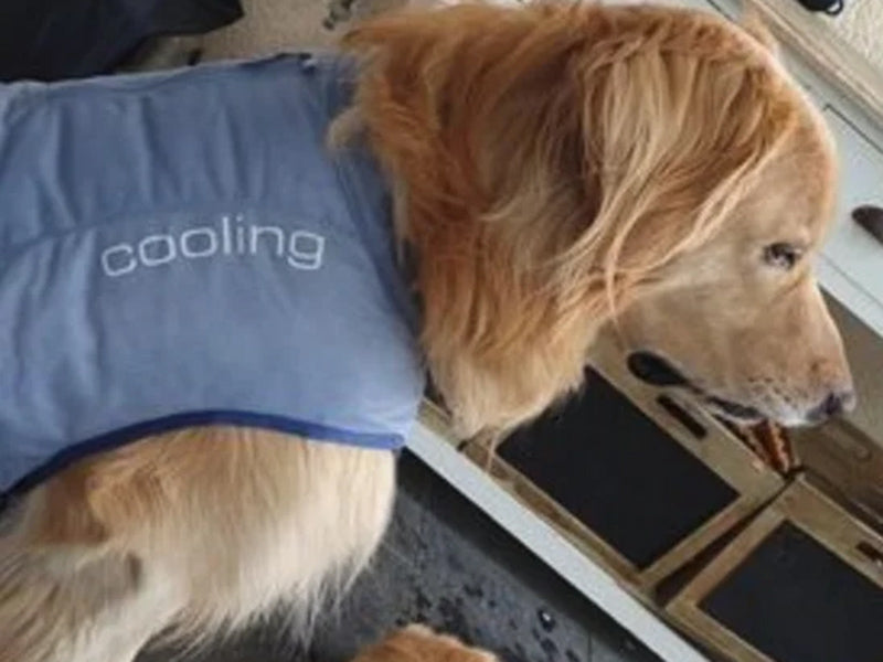 Großer Hund mit Kühlweste