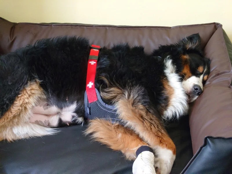 Großer Hund mit Geschirr schlafend