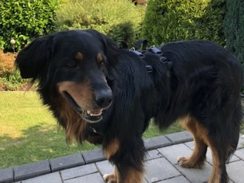 Großer Hund mit robustem Geschirr