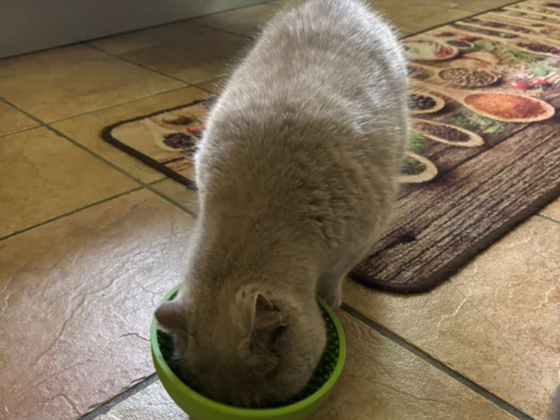 Katze frisst aus grünem Napf