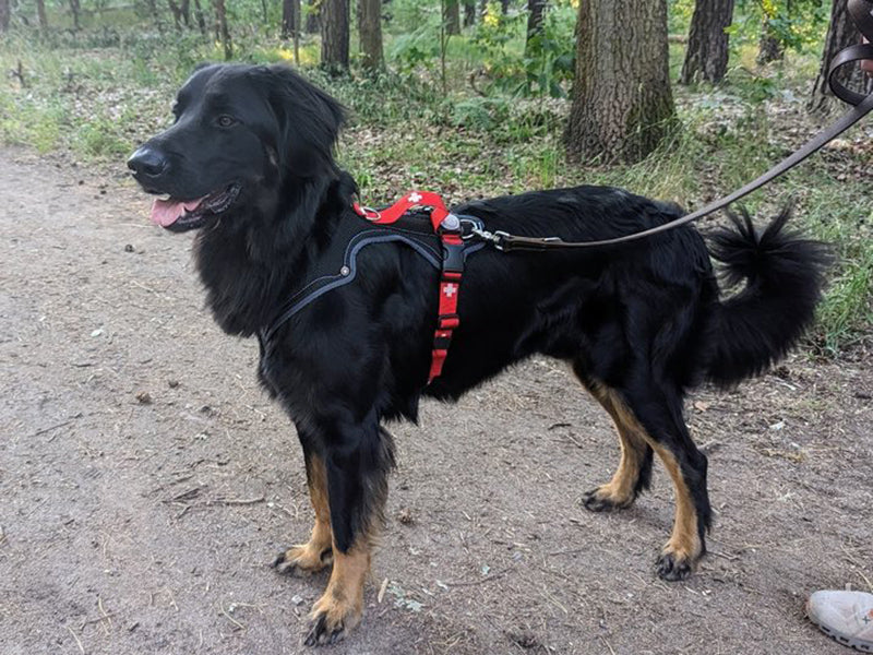 Großer Hund mit rotem Geschirr