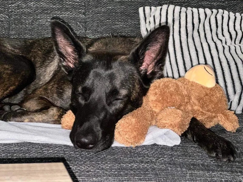 Großer Hund schläft mit Spielzeug