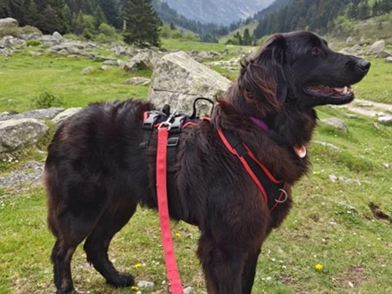 Großer Hund mit Outdoor-Geschirr