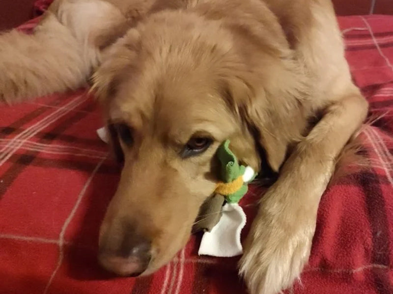 Großer Hund mit Spielzeug liegend