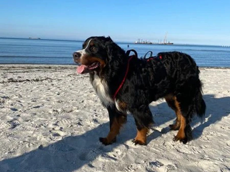 Großer Hund mit Hundegeschirr Strand