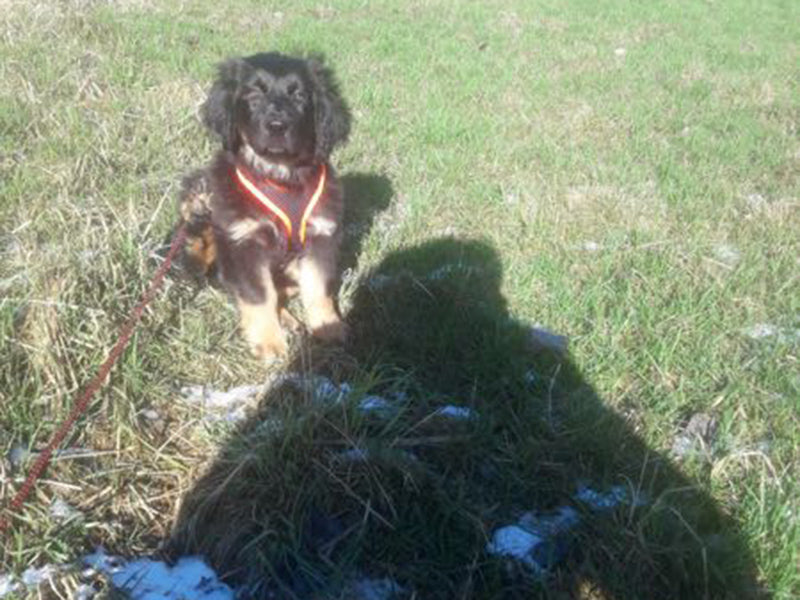 Großer Hund mit Geschirr draußen