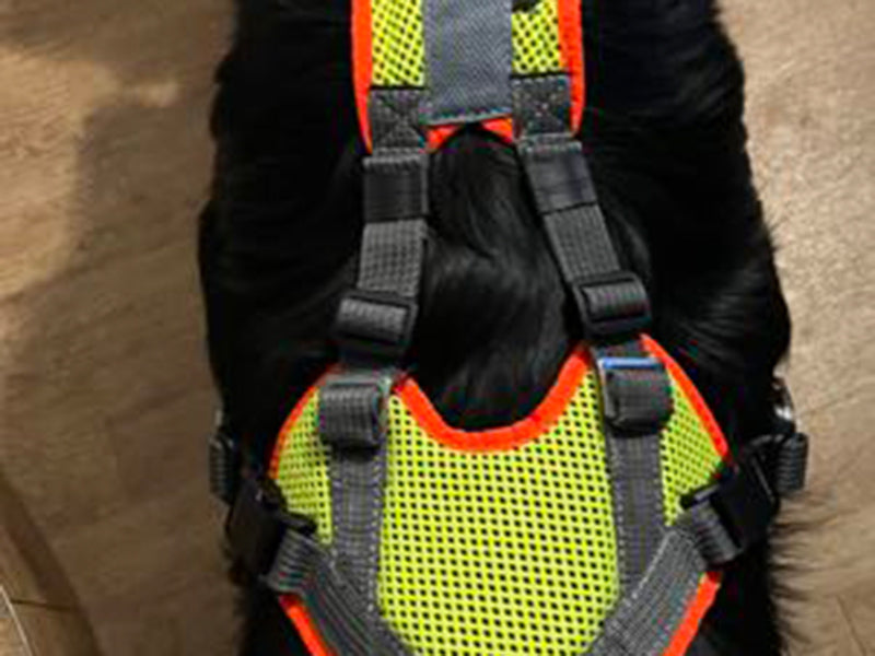 Großer Hund mit Sicherheitsgeschirr