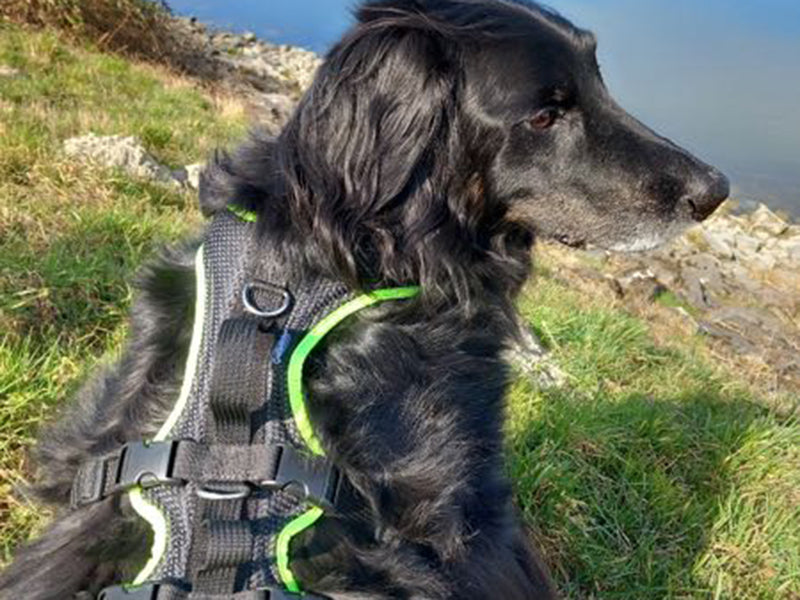 Großer Hund mit robustem Geschirr