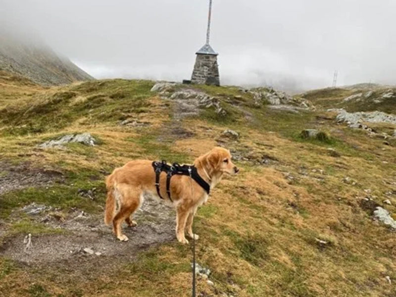 Großer Hund mit Geschirr draußen