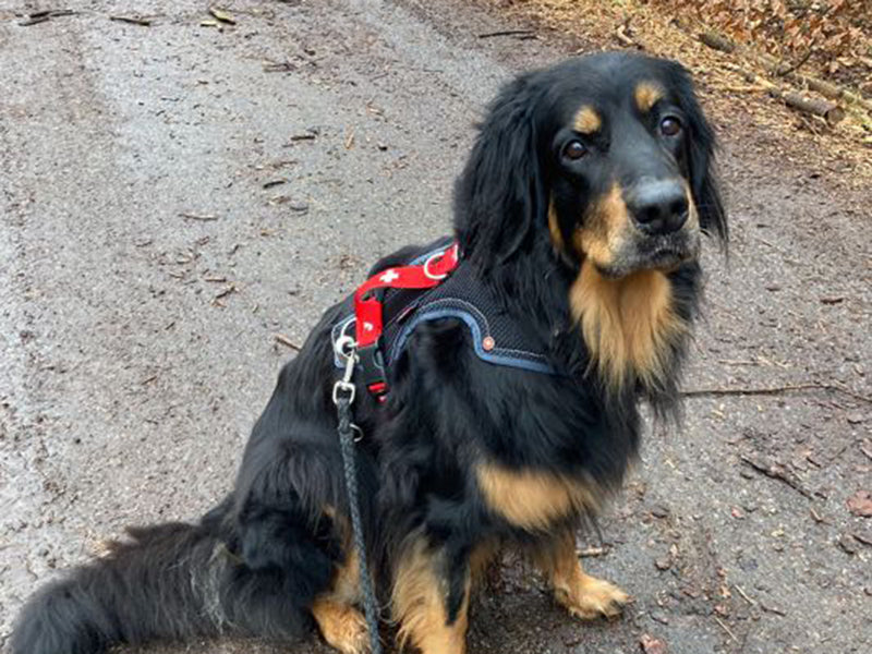Großer Hund mit stabilem Geschirr