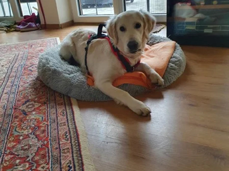 Großer Hund mit Hundegeschirr liegend