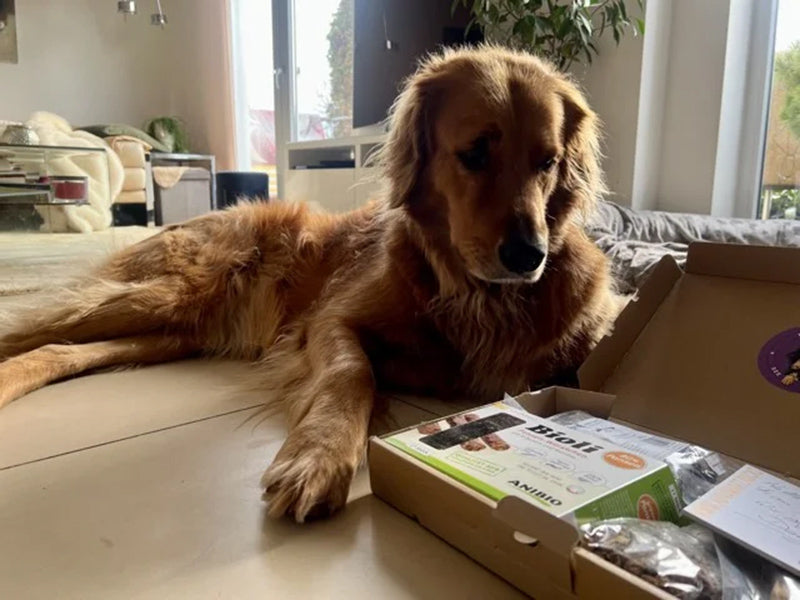 Großer Hund mit Hundeausrüstung-Paket