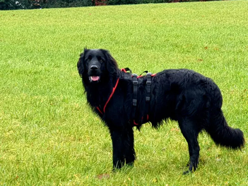 Großer Hund mit Hundegeschirr draußen