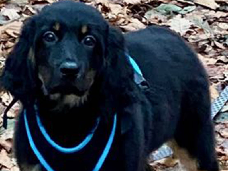 Großer Hund mit Hundegeschirr draußen