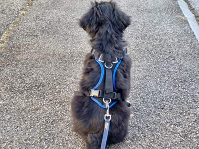 Großer Hund mit Geschirr draußen