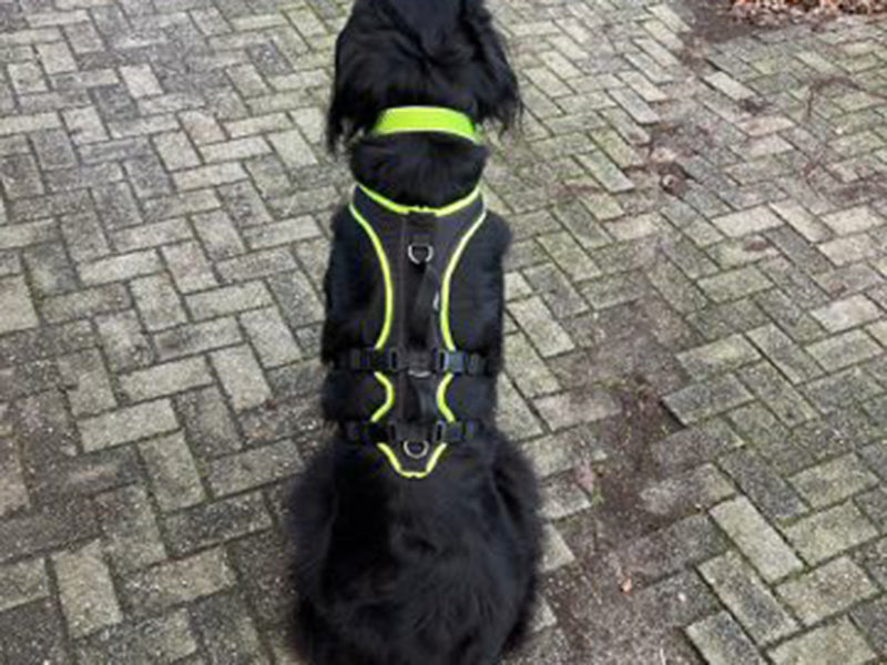 Großer Hund mit Sicherheitsgeschirr