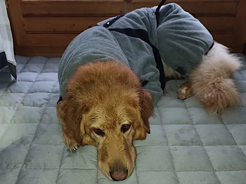 Großer Hund trägt Hundemantel