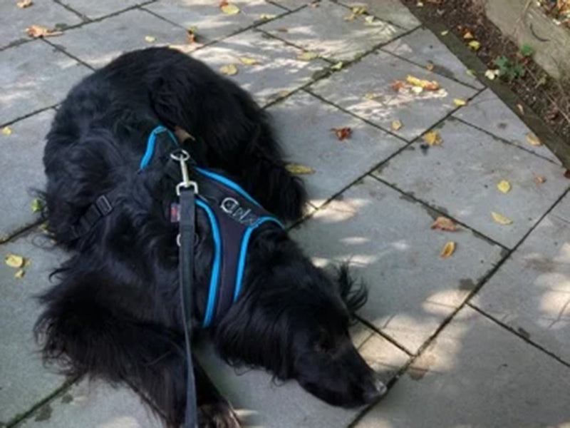 Großer Hund mit Hundegeschirr liegend