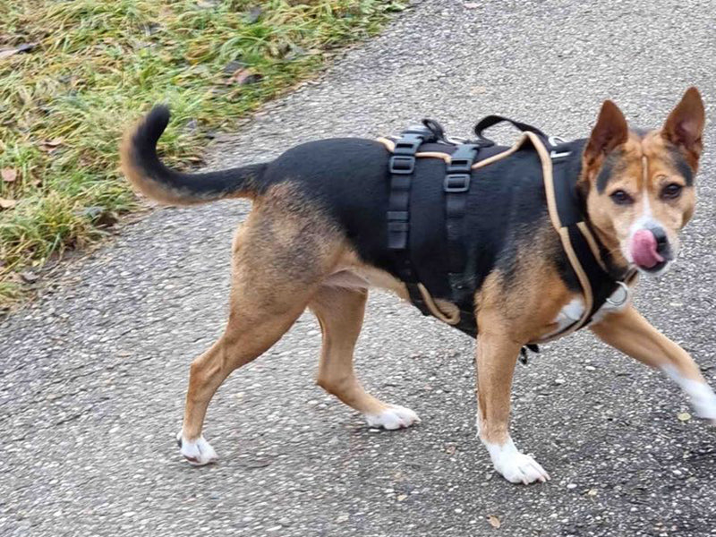 Großer Hund mit robustem Geschirr