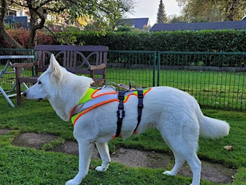 Großer Hund mit Sicherheitsgeschirr draußen