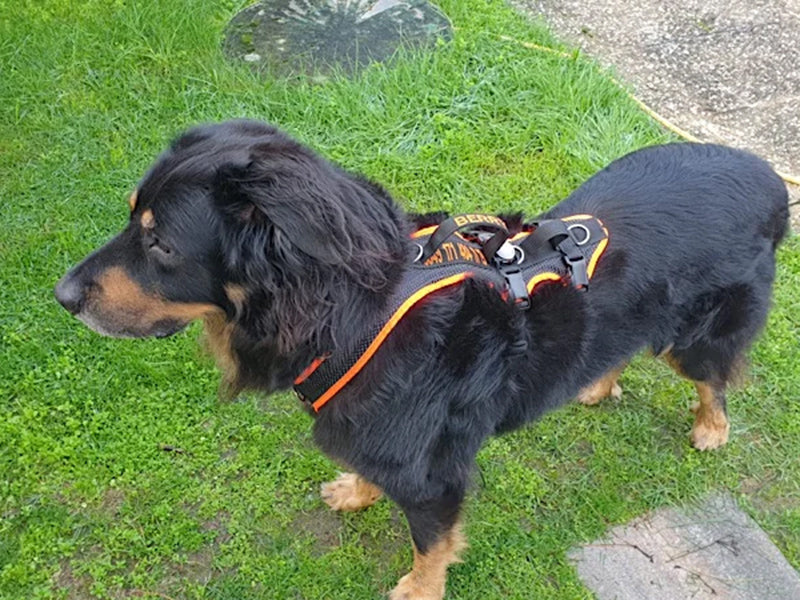 Großer Hund mit Hundegeschirr