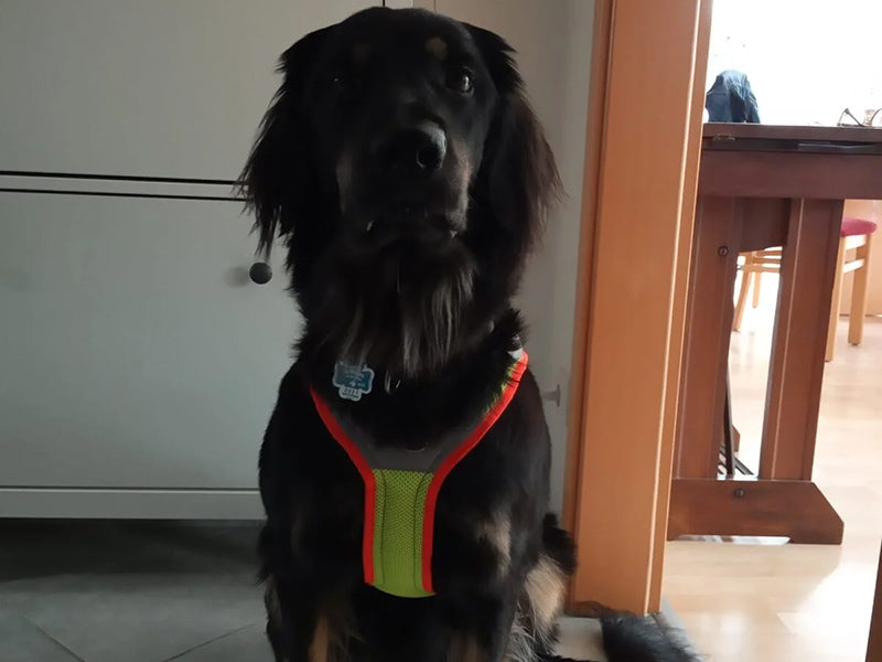 Großer Hund mit Sicherheitsgeschirr