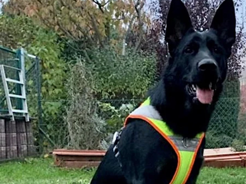 Großer Hund mit Sicherheitsgeschirr draußen