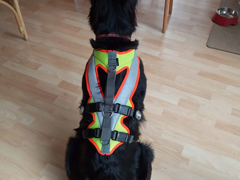 Großer Hund mit Sicherheitsgeschirr