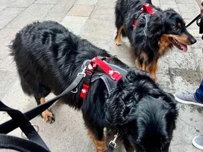 Zwei große Hunde mit Geschirr