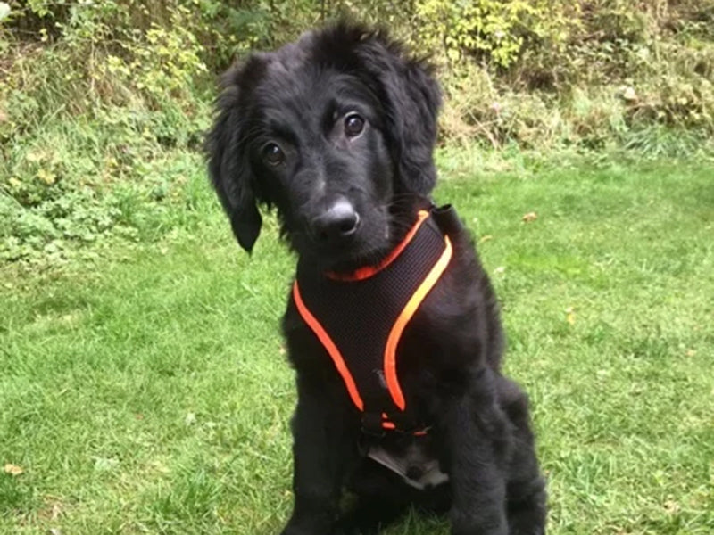 Großer Hund mit Hundegeschirr draußen