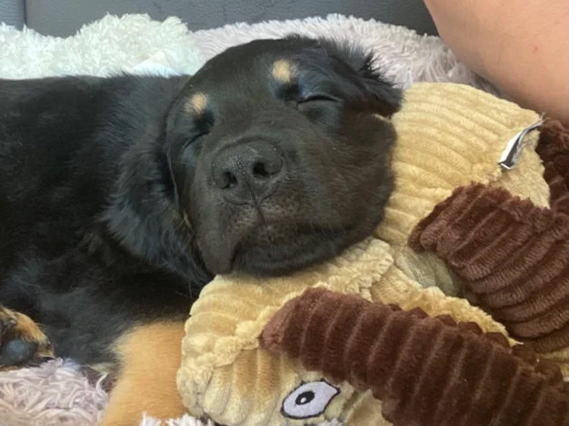 Welpe schläft auf Hundespielzeug