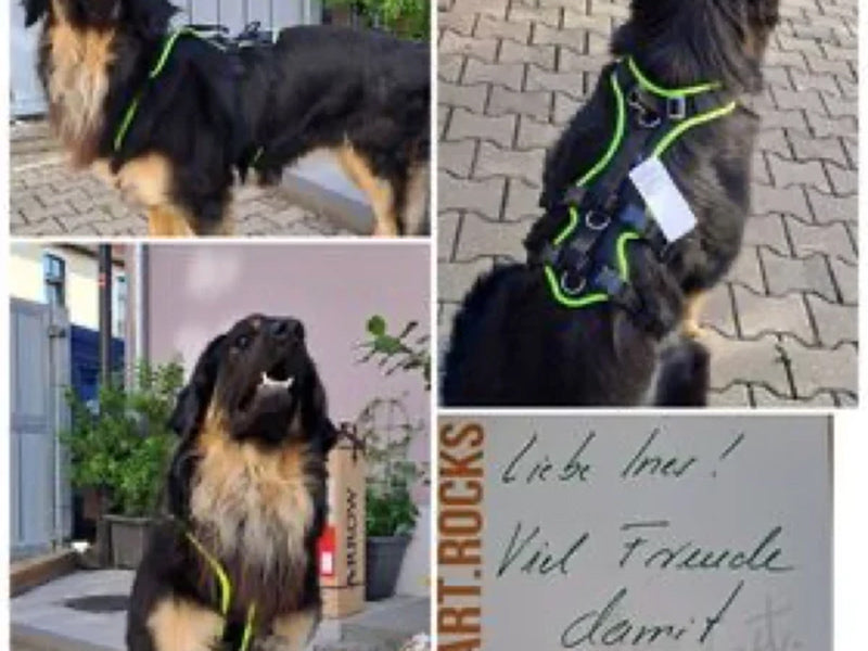 Großer Hund mit robustem Geschirr