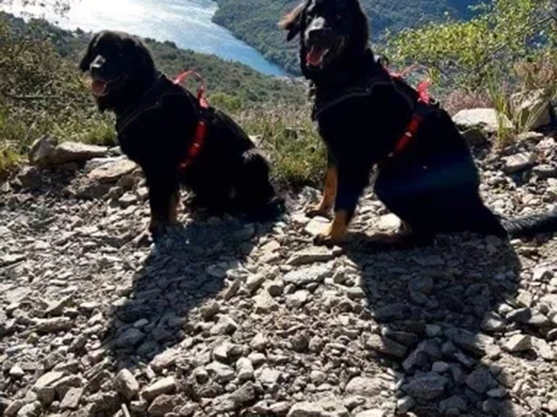 Zwei große Hunde mit Geschirr