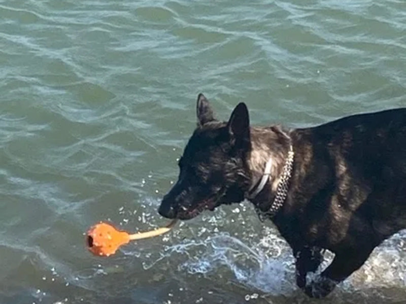 Großer Hund mit Wasserspielzeug