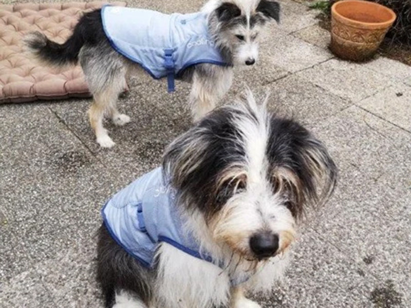 Zwei große Hunde mit Hundemänteln