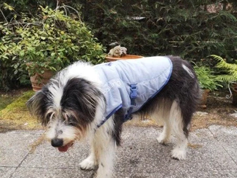 Großer Hund mit Hundemantel