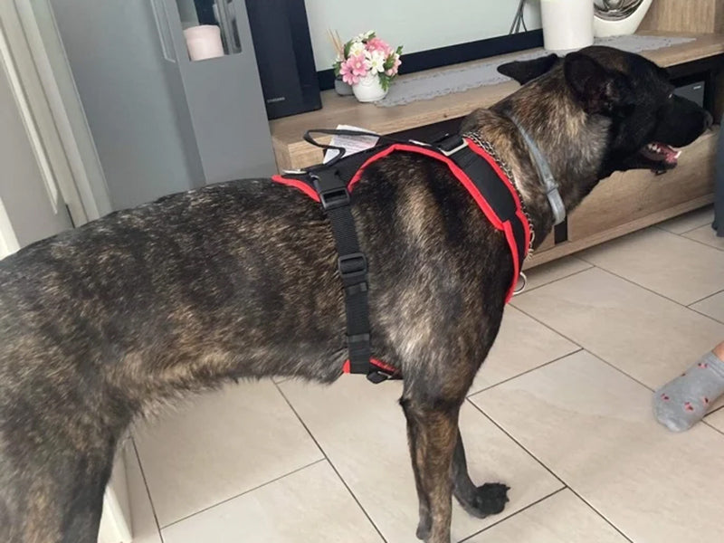 Großer Hund mit Hundegeschirr