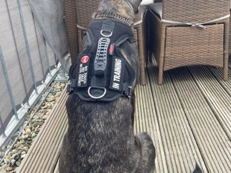 Großer Hund mit Trainingsgeschirr