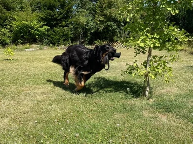 Großer Hund mit Hundeleine draußen