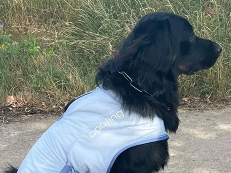 Großer Hund mit Kühlweste