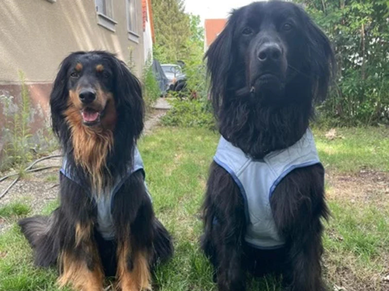 Zwei große Hunde mit Westen