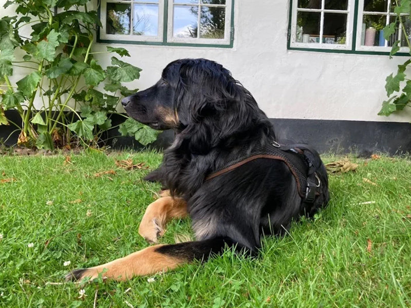 Großer Hund mit Hundegeschirr liegend