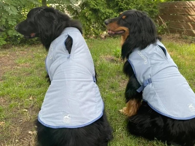 Zwei große Hunde mit Kühlwesten
