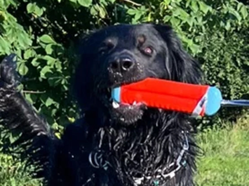 Großer Hund mit robustem Spielzeug