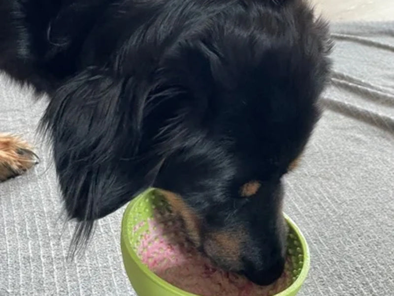 Großer Hund frisst aus Napf