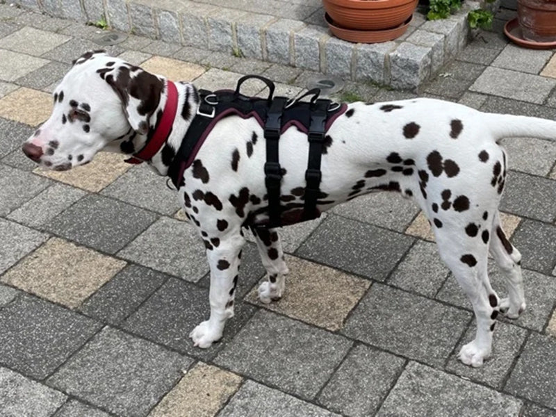Dalmatiner mit robustem Hundegeschirr
