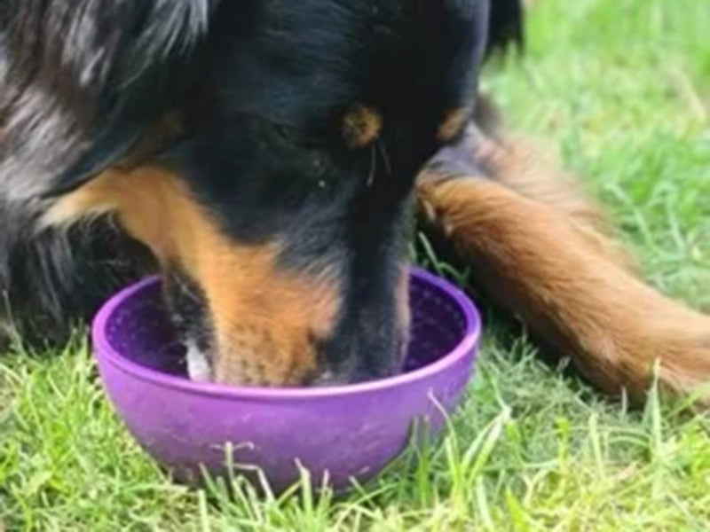 Großer Hund trinkt aus Napf