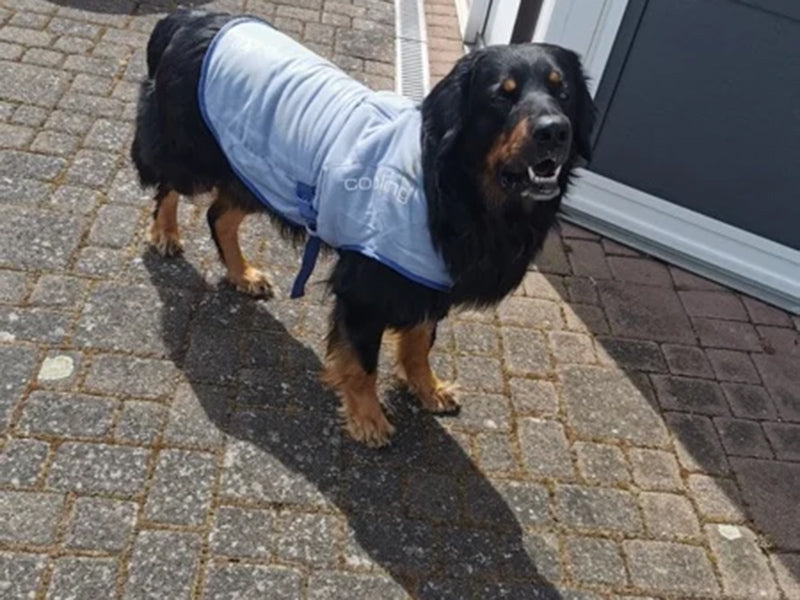 Großer Hund mit Hundemantel draußen