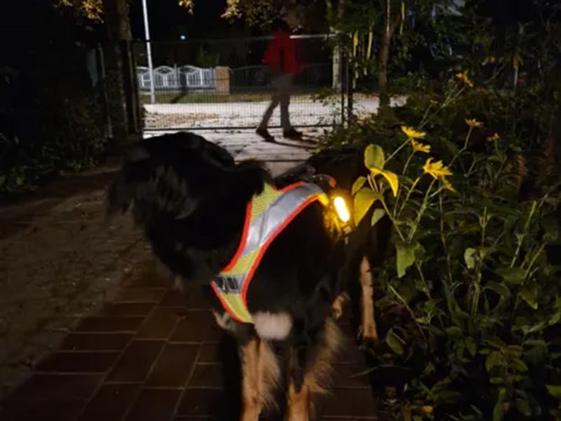 Großer Hund mit reflektierender Weste