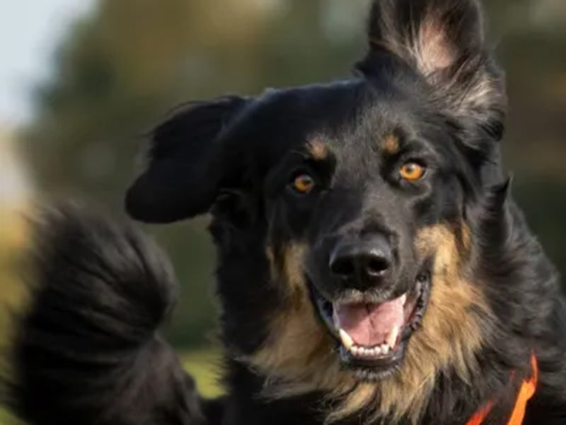 Großer Hund mit Ausrüstung draußen